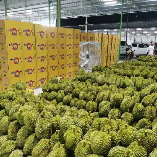 昆明泰国金枕榴莲a果 b果 批量发/一件代发