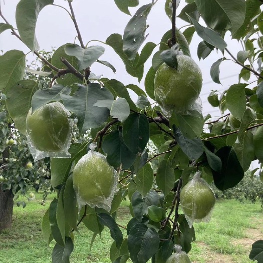 永清县百年梨树，年产50w斤，主要雪花梨与鸭梨。