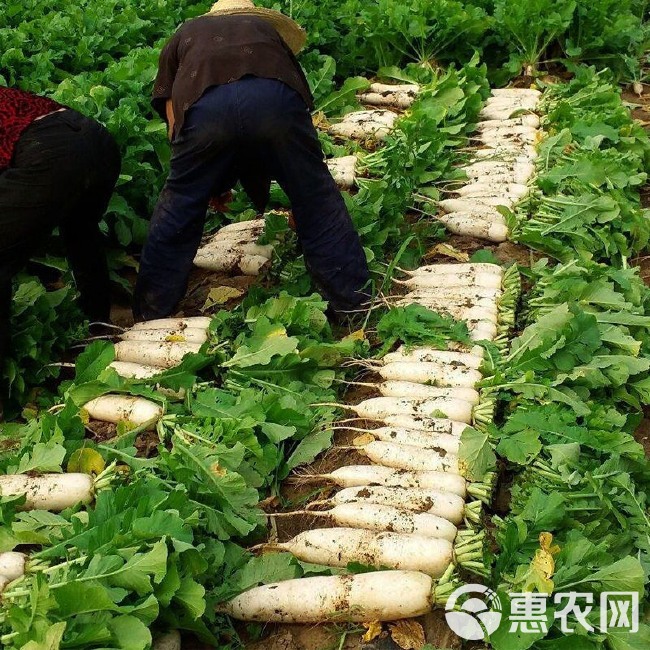 大面积种植广东原种九斤王萝卜种子不空心大白萝卜籽蔬菜种子四季