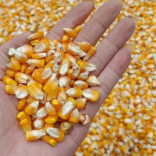 钦州干玉米粒  钦州港 散装玉米