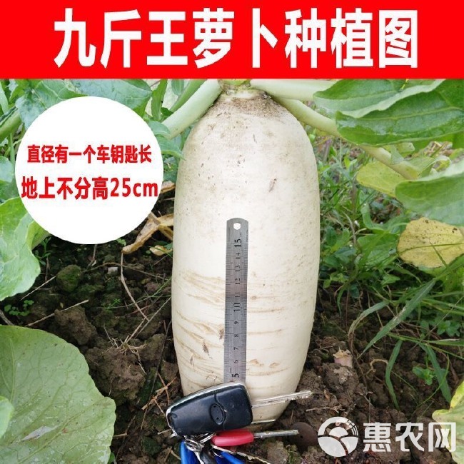 大面积种植广东原种九斤王萝卜种子不空心大白萝卜籽蔬菜种子四季