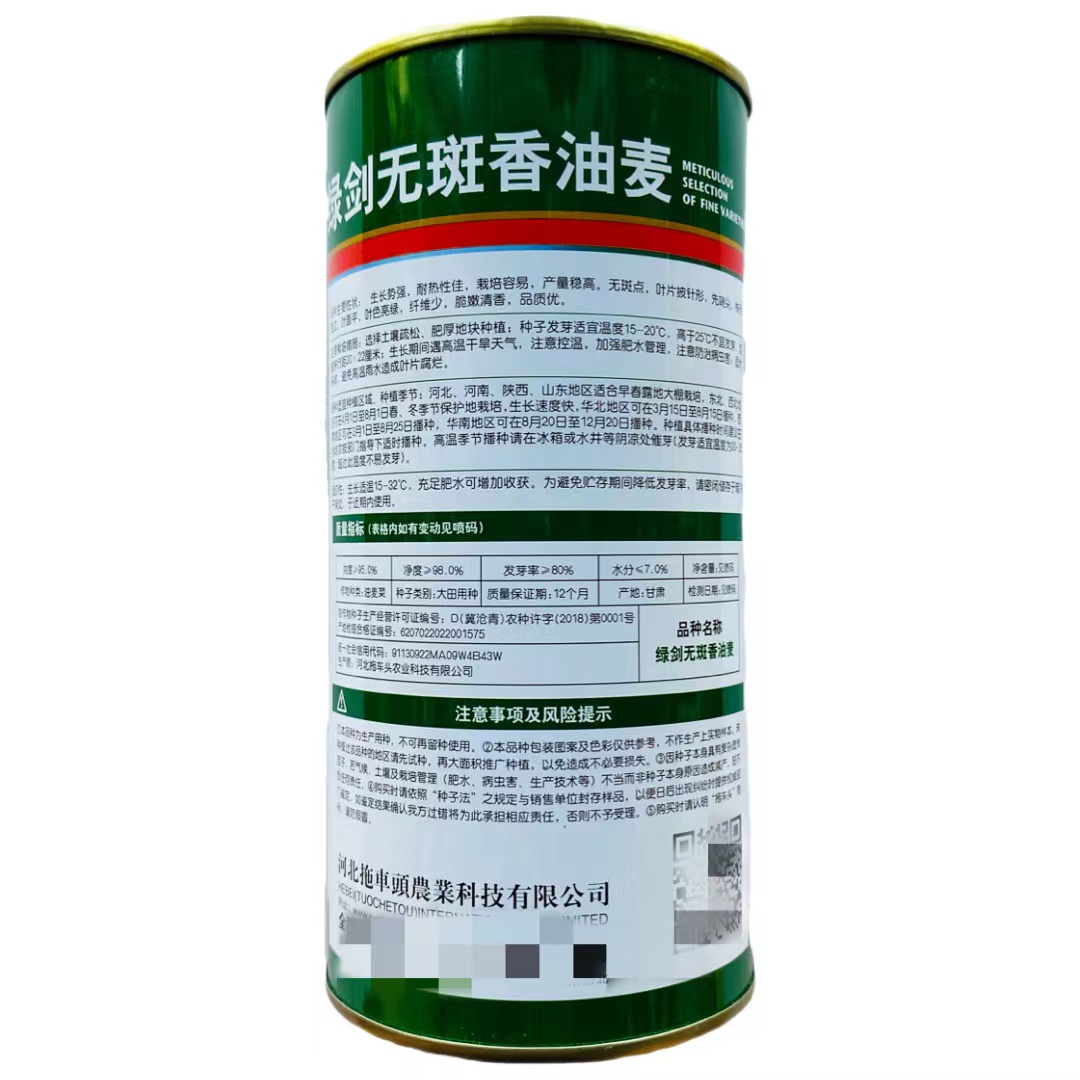 绿剑无斑香油麦菜种子生长强势纤维少易栽培 大颗油麦菜种子
