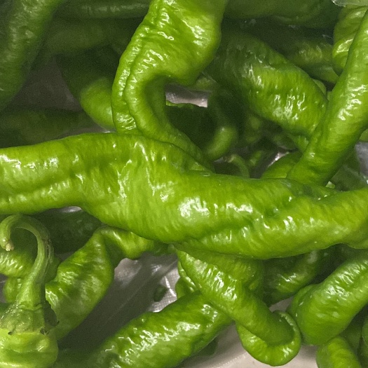 菏泽螺丝椒，线椒，黄皮辣椒