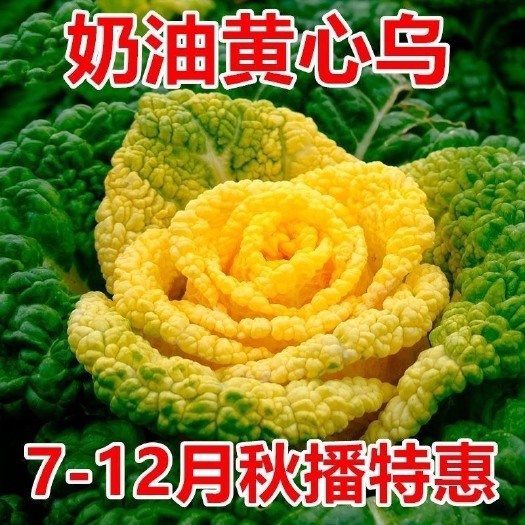 长沙黄心乌菜种子乌塌菜菊花芯种黄心菜白菜淮南黄心乌特色菜秋季播种
