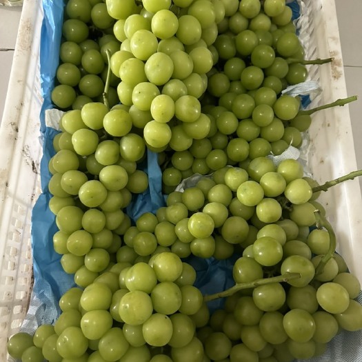 阳光玫瑰葡萄
