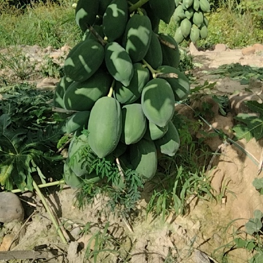 象州县青木瓜