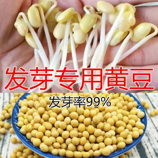 生豆芽专用小黄豆珍珠粒小金黄690非转基因发芽黄豆芽豆