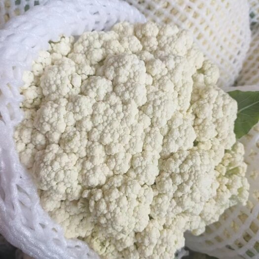 三原县陕西松花菜，白亮，无黑点，无水花，堪称好