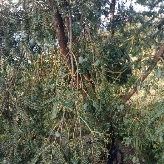 松阳县香榧果实