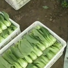 大同各种叶菜上市了，欢迎各位老板订货