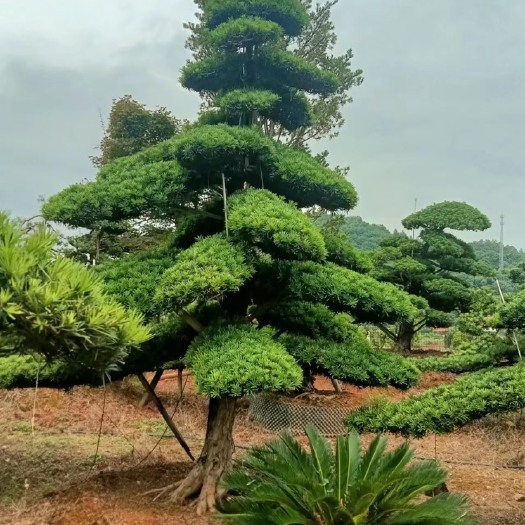 造型罗汉松