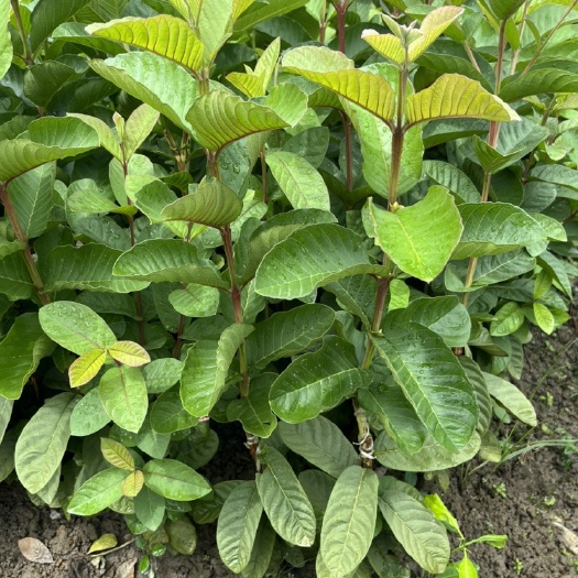 灵山县红宝石少籽无籽番石榴苗  红宝石番石榴苗 广西苗圃培育 正品