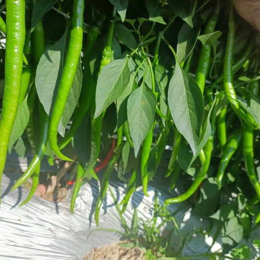百色3号辣椒，美人椒