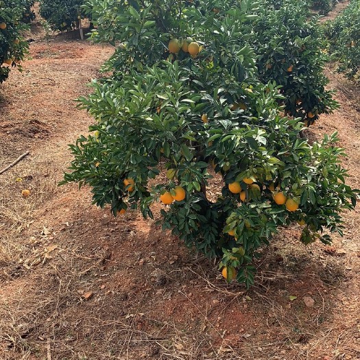 瑞金市赣南脐橙预定