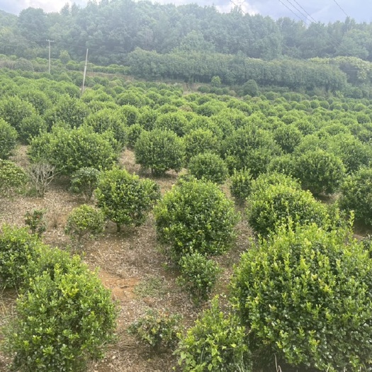 浏阳市无刺枸骨球