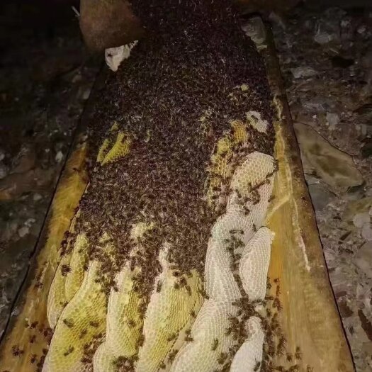 九寨沟县高原蜂蜜