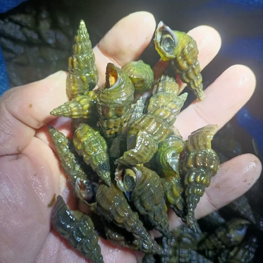 大化县各种扭螺都有