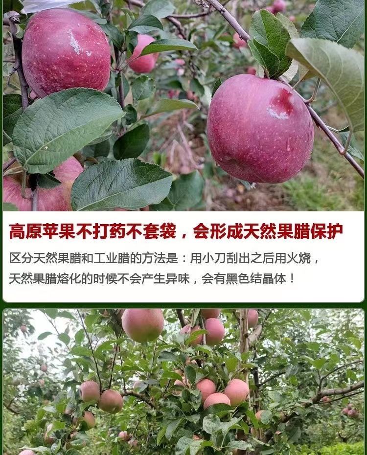 【精品果】现摘现发云南昭通丑苹果冰糖心果园直发