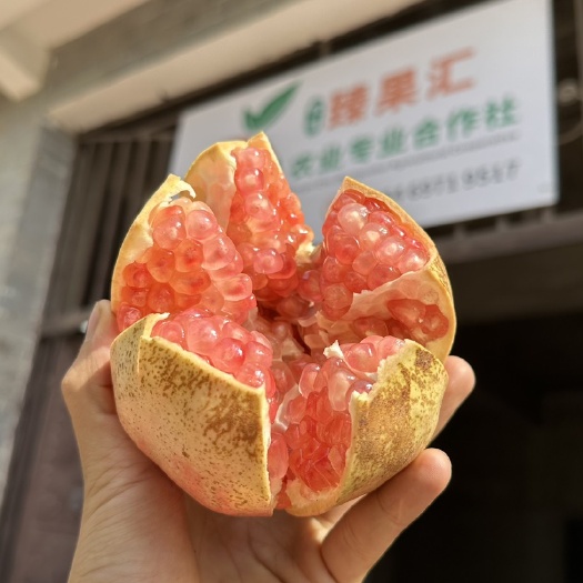 蒙自市云南蒙自老树薄皮绿籽石榴开始上市 前期粉籽已达15个糖左右