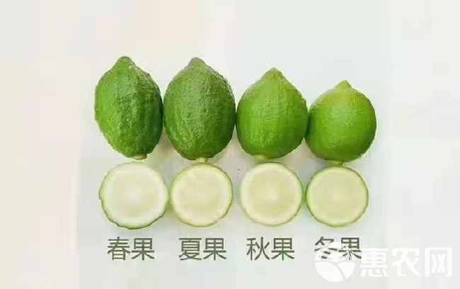 广东香水柠檬（无籽）