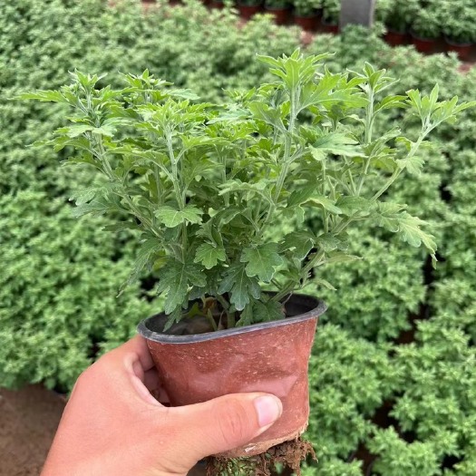 青州市国庆菊