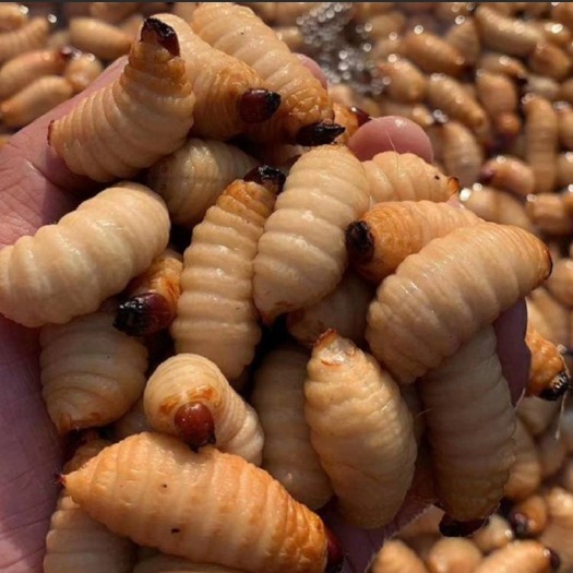 沐川县土笋虫笋虫笋蛆