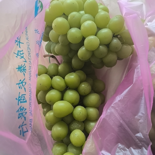 金华阳光玫瑰