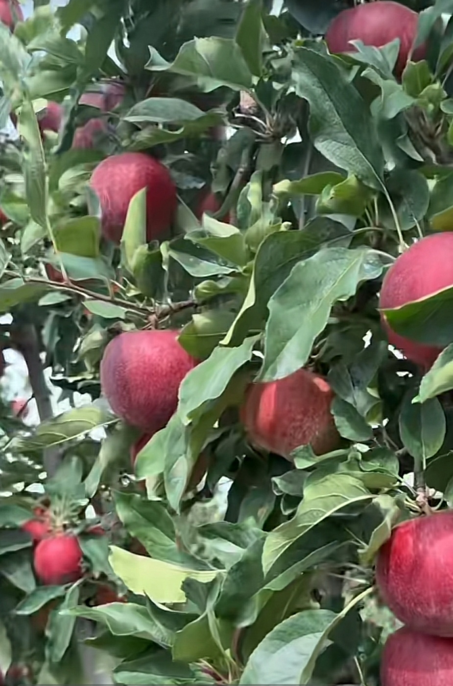 葉面肥   中量元素水溶肥糖醇鈣