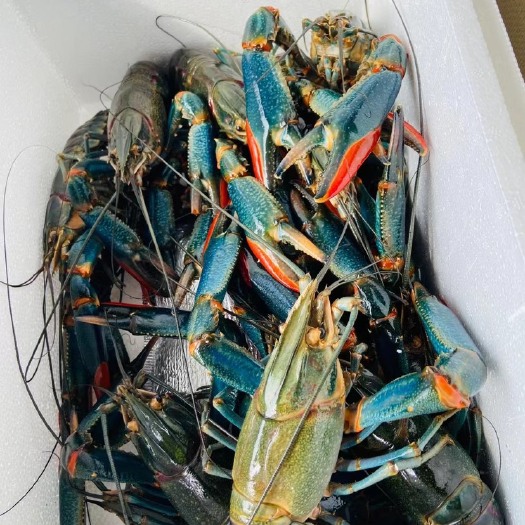 澳洲淡水龙虾