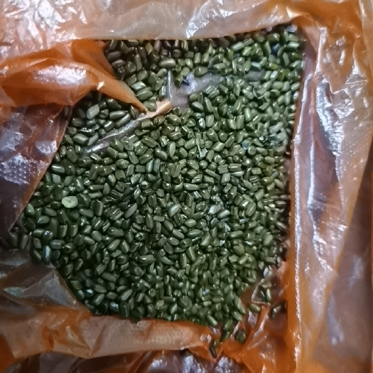 滕州市当年决明子