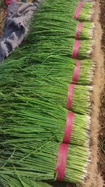 本地小葱大量有货，常年供应