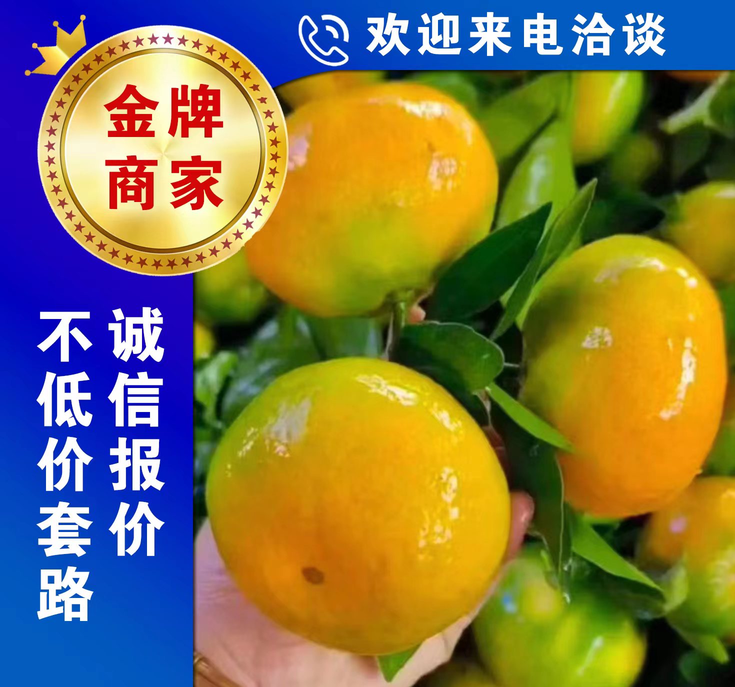 宜昌湖北宜昌蜜橘皮薄无籽甜蜜化渣对接电商团购批发客商诚信合作