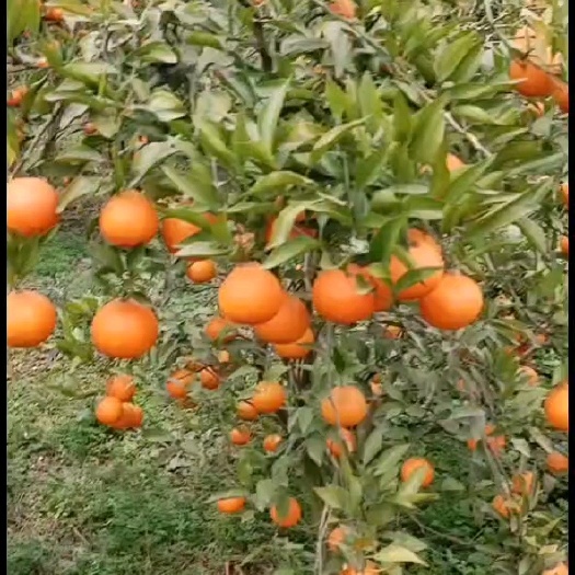仁寿县耙耙柑