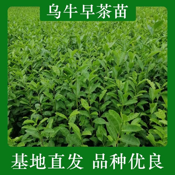 乌牛早茶苗茶木 乌牛早茶叶批发 产地货源供应