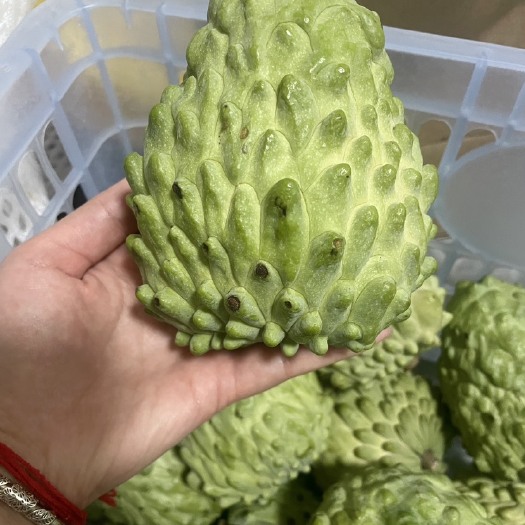 昆明云南临沧释迦果（夏果）（普箱、礼盒）【接一件代发】团购