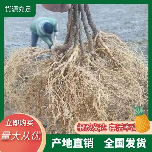 凤凰县猕猴桃苗  湖南省湘西凤凰县种子实生苗