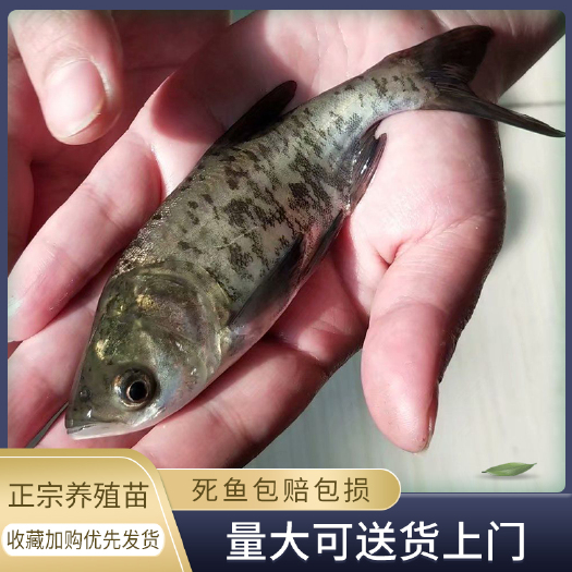 文安县天津鱼苗 提供送货上门 保证成活率高