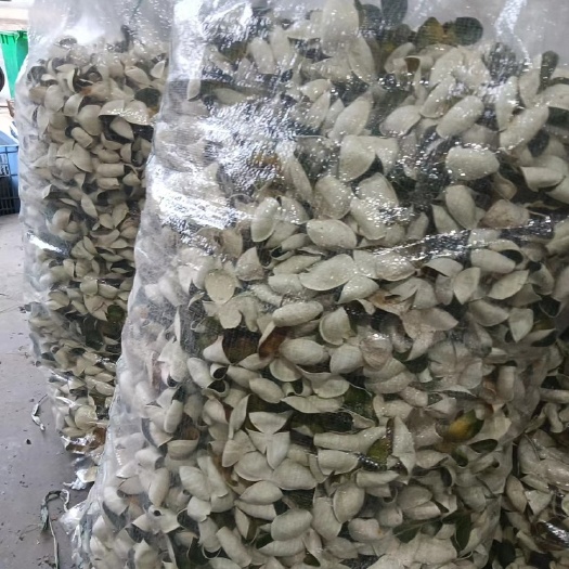 恩平市三花青皮