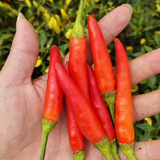 阜阳新鲜泡椒