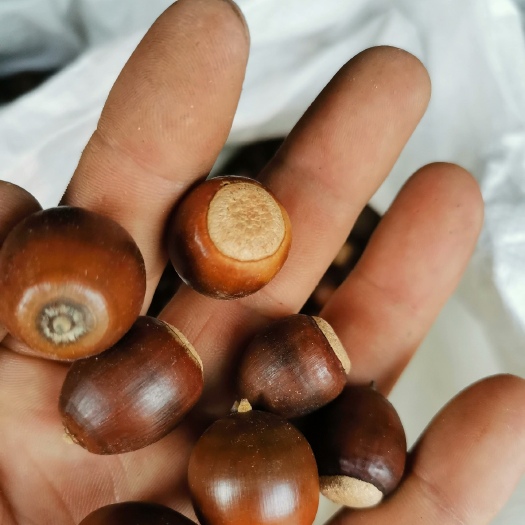 巩义市野生橡子，可磨粉，可生虫