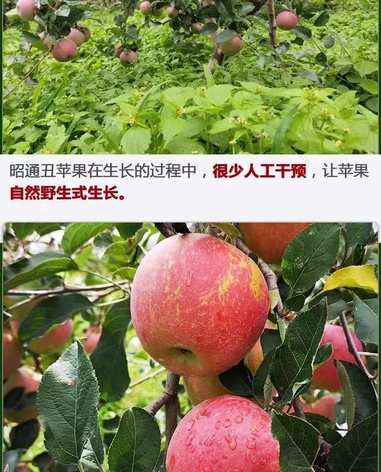 【精品果】现摘现发云南昭通丑苹果冰糖心果园直发