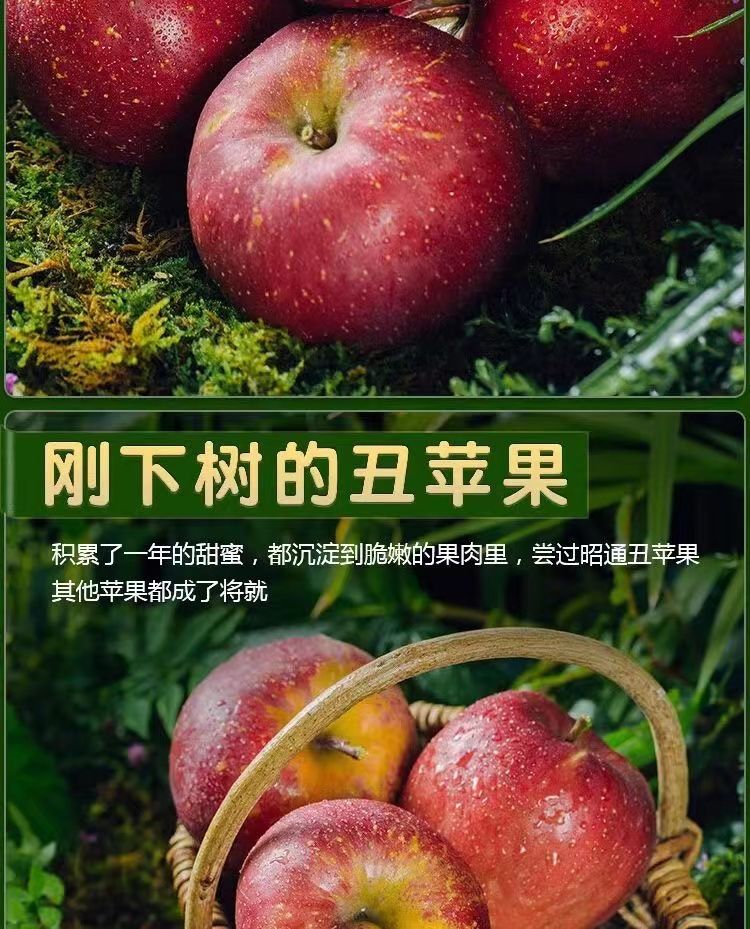 【精品果】现摘现发云南昭通丑苹果冰糖心果园直发