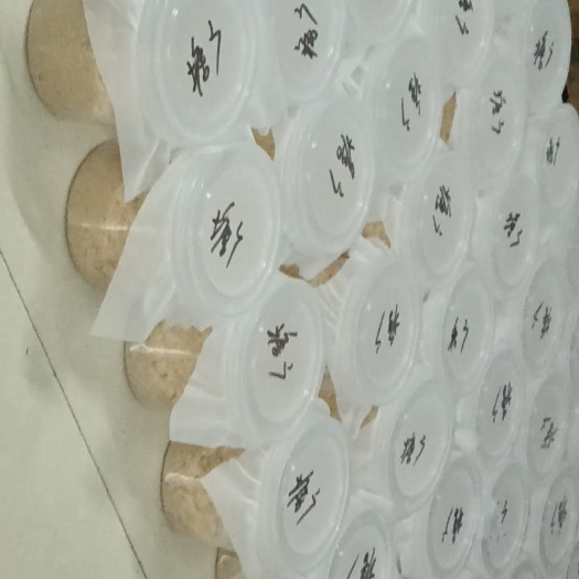 深圳黑水虻种虫虫卵自产自销500克直发