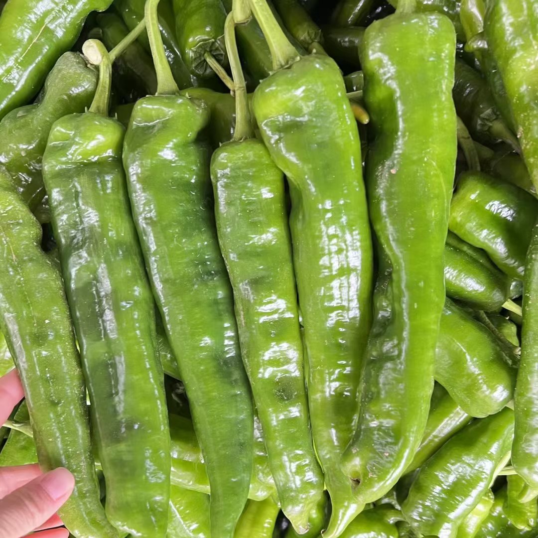 费县301尖椒，山东省临沂费县大棚辣椒301尖椒，一个20公分以
