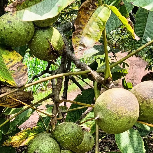 昆明漾濞青皮核桃