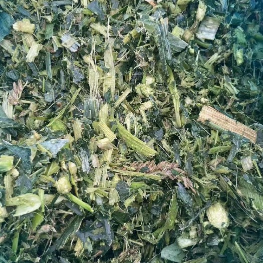 项城市玉米秸秆批量销售，大量供应养殖草场老板