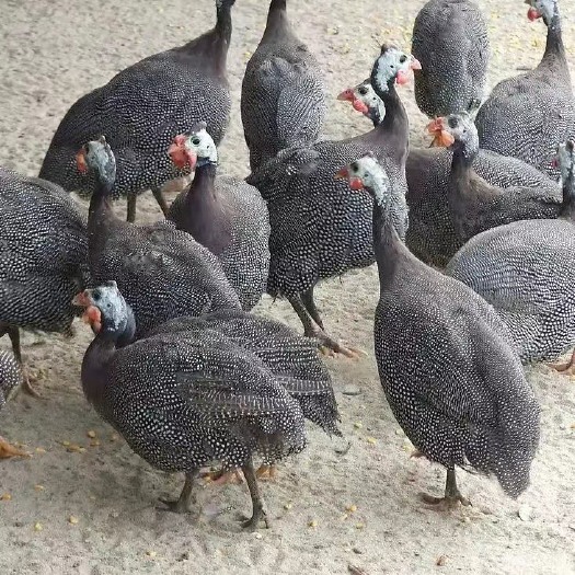 莘县珍珠鸡
