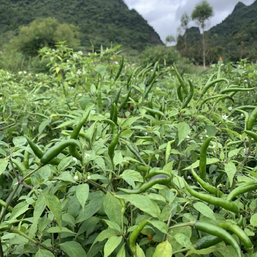 连州市连州高山朝天辣椒