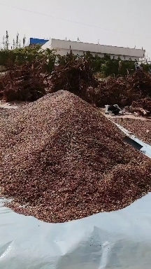 皮山县打瓜子