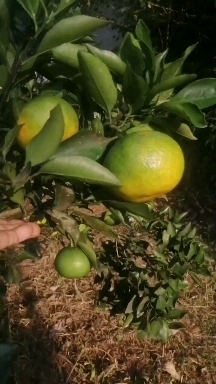 蓬安县蜜桔